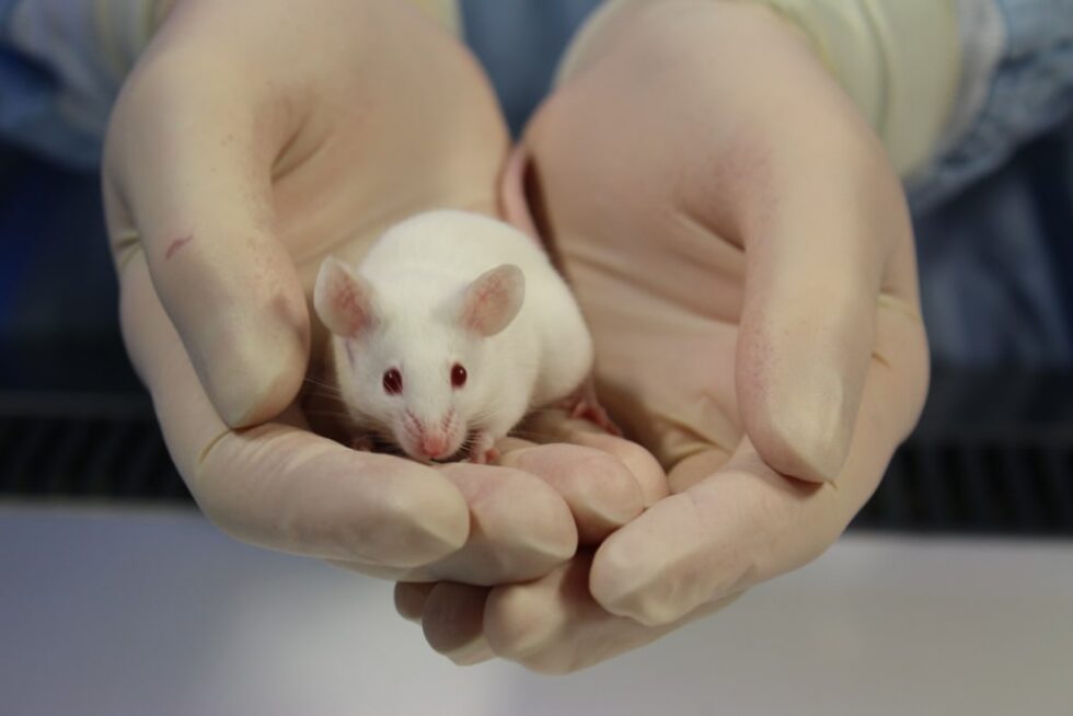 Sales Strains | Australian Bio Resources