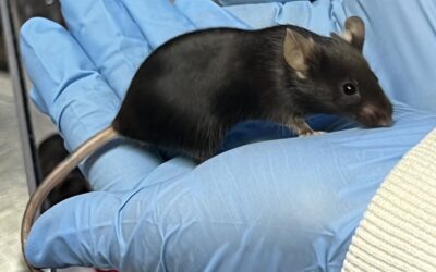 Australia Day Public Holiday Deliveries