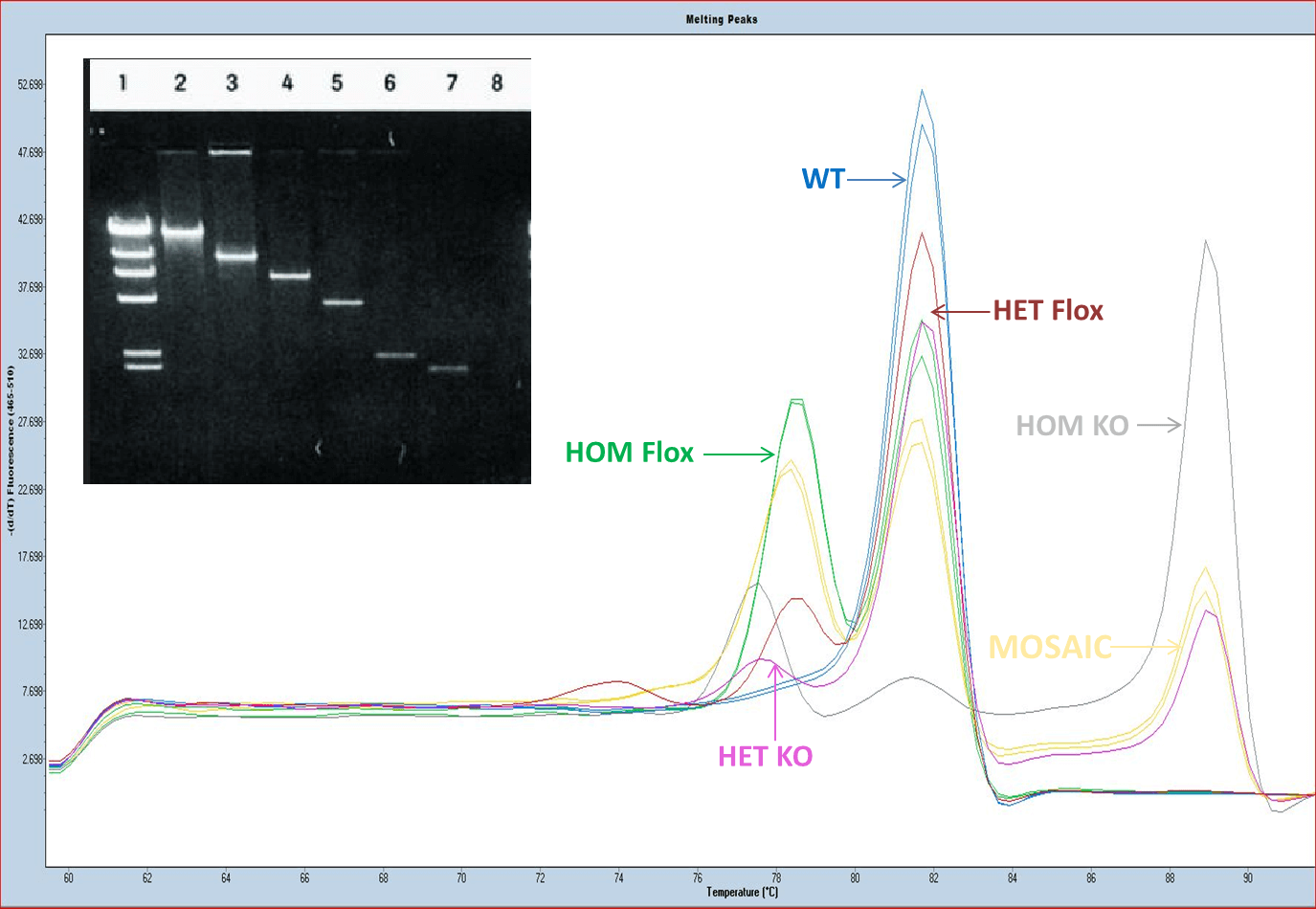 Example of genotyping results for analysis. 