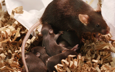 Key shipping dates for Easter and ANZAC Day Public Holidays.