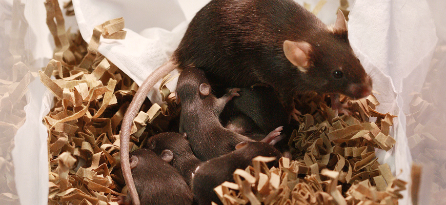 Key shipping dates for Easter and ANZAC Day Public Holidays.